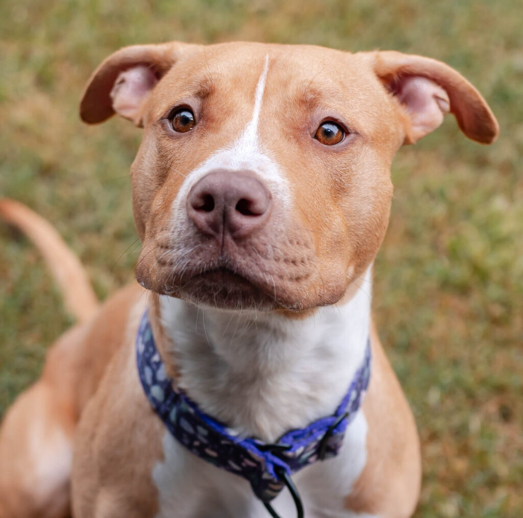 Even Chance Pit Bull Advocacy